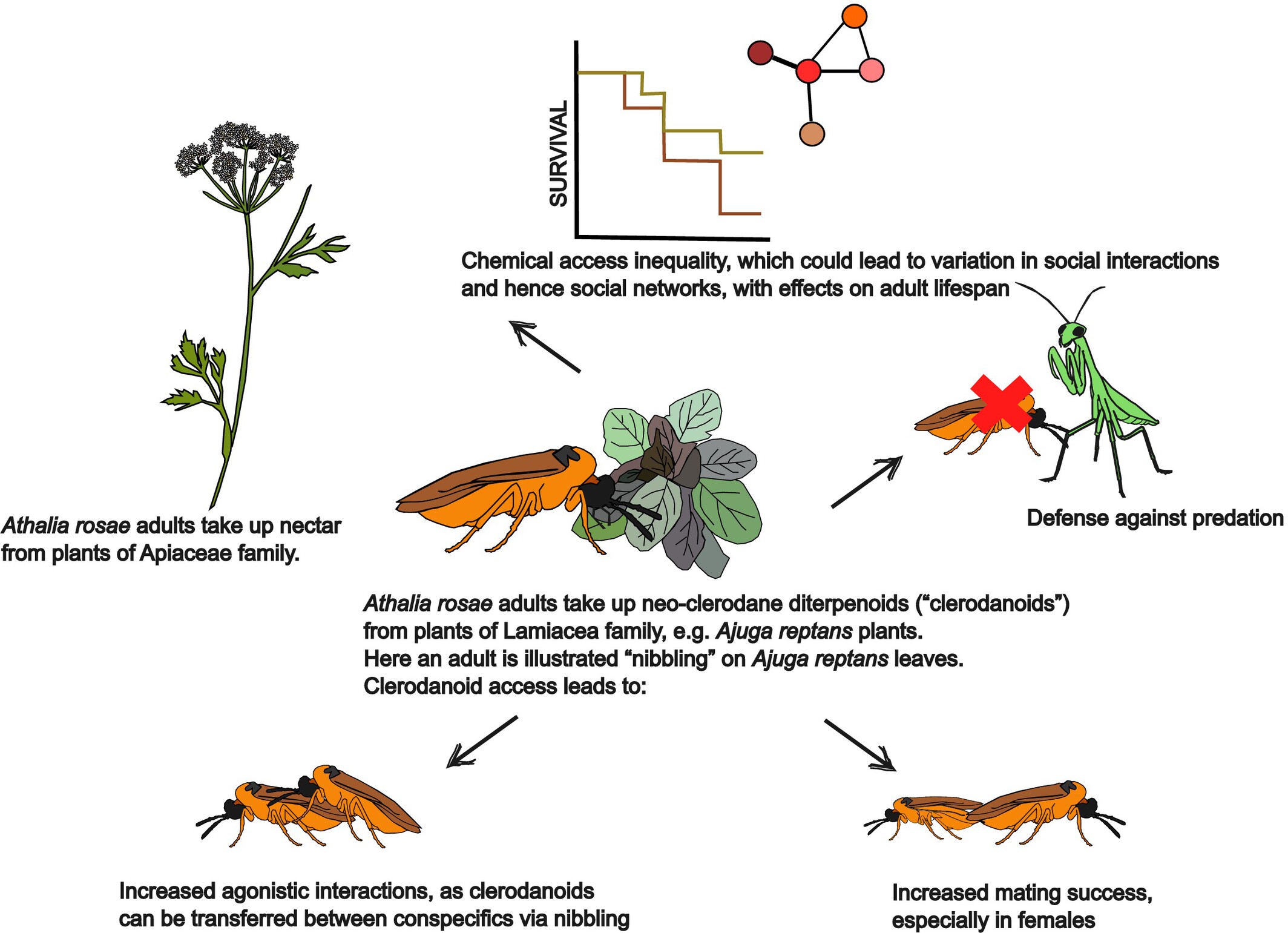Pharmacophagy in insects: Ecological and evolutionary perspectives on the non-nutritional use of plant specialized metabolites