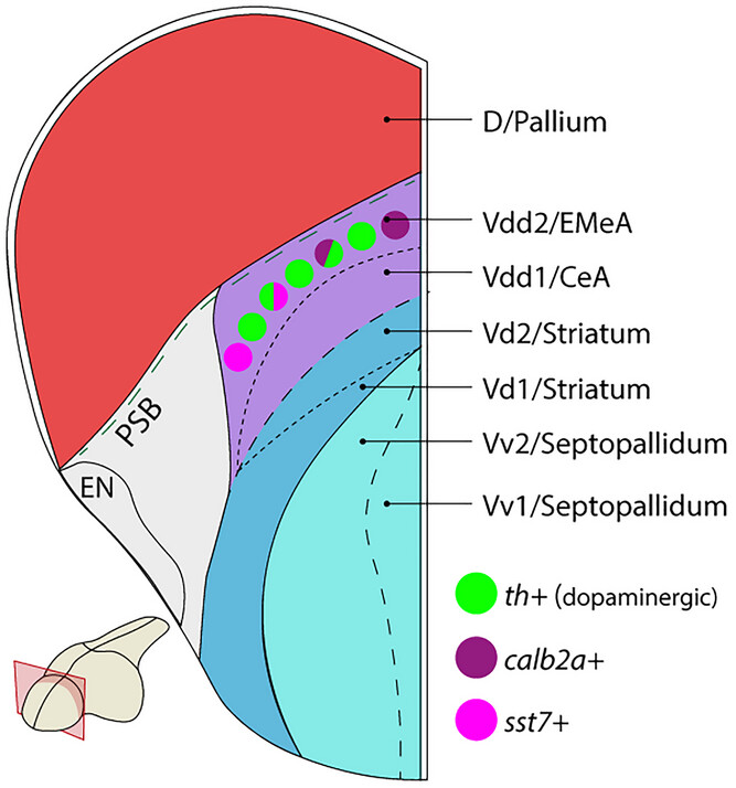 Dopaminergic Neurons in the Zebrafish Subpallium Belong to the Extended Medial Amygdala Issue 8, 2025
