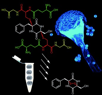 Epidithiodiketopiperazine Biosynthesis: A Four-Enzyme Cascade Converts Glutathione Conjugates into Transannular Disulfide Bridges