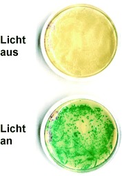 Photochemical Activation of Protein Expression in Bacterial Cells