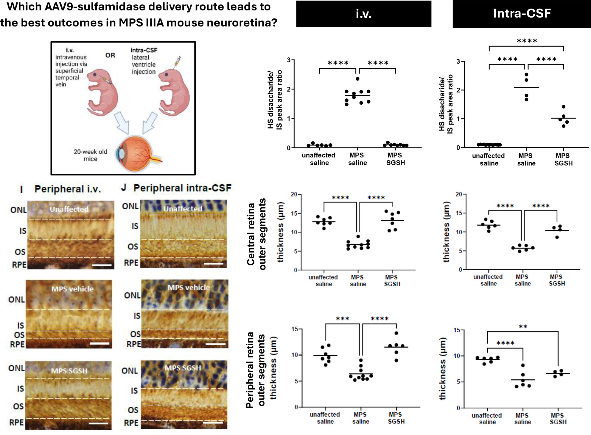 Evaluation of neuroretina following i.v. or intra-CSF AAV9 gene replacement in mice with MPS IIIA, a childhood dementia