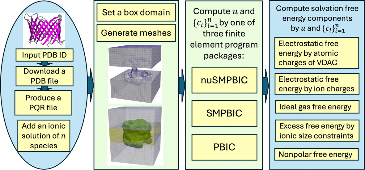 VDAC Solvation Free Energy Calculation by a Nonuniform Size Modified Poisson–Boltzmann Ion Channel Model