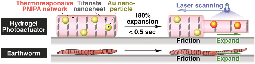 An Anisotropic Hydrogel Actuator Enabling Earthworm-Like Directed Peristaltic Crawling