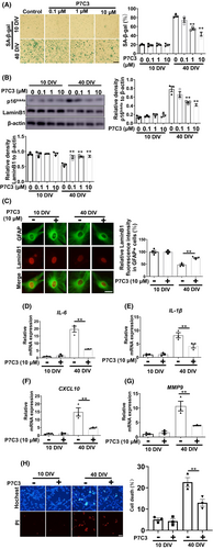 Details are in the caption following the image Details are in the caption following the image