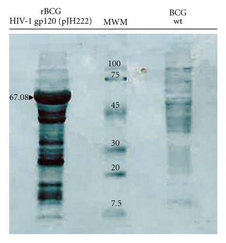 Details are in the caption following the image