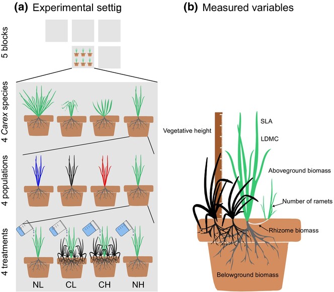 Closely related species differ in their traits, but competition induces high intra-specific variability
