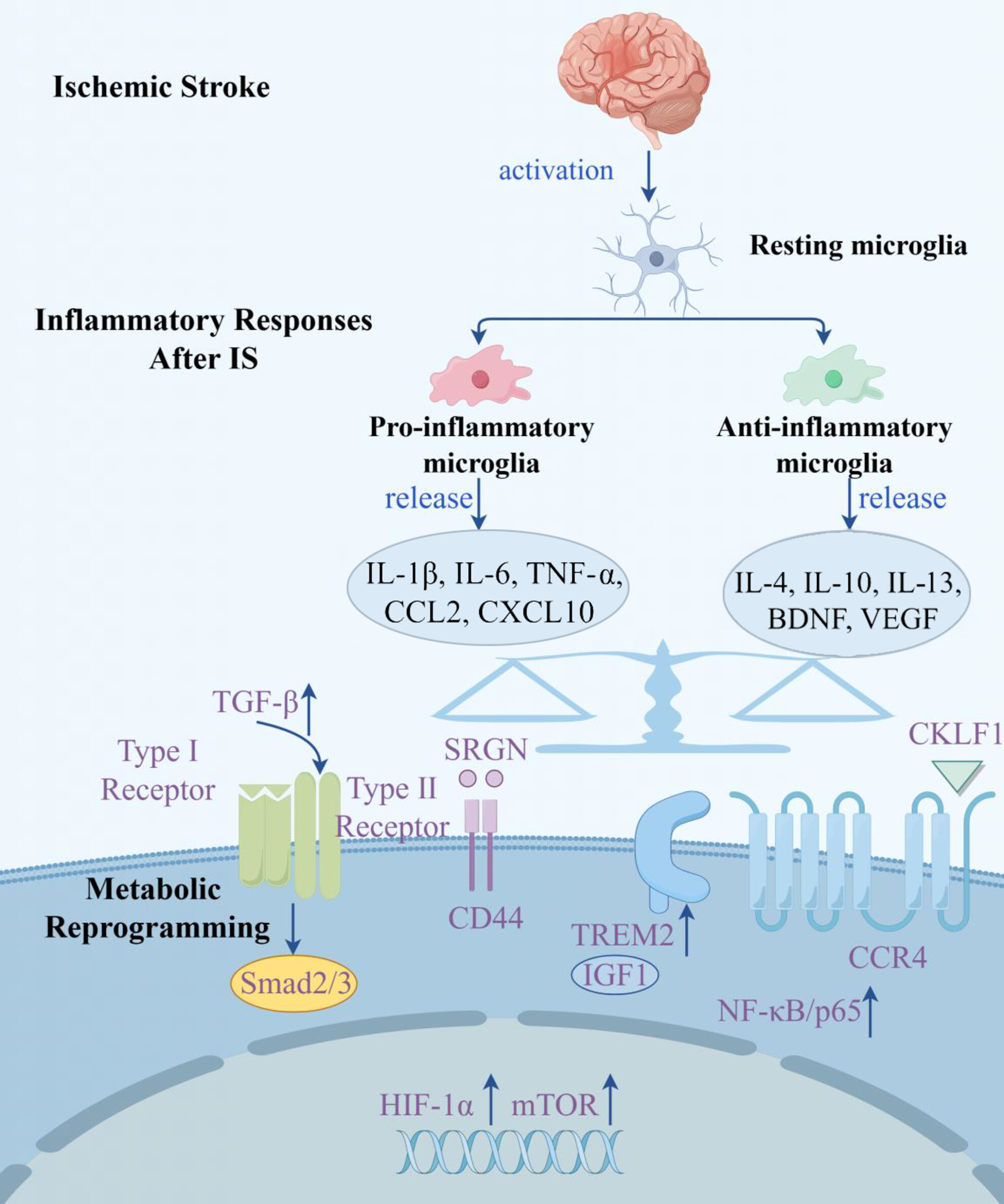 Examining the Impact of Microglia on Ischemic Stroke With an Emphasis on the Metabolism of Immune Cells
