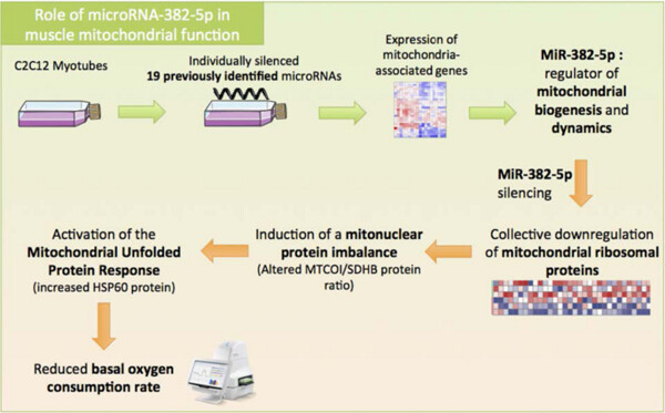 MicroRNA-382 silencing induces a mitonuclear protein imbalance and activates the mitochondrial unfolded protein response in muscle cells