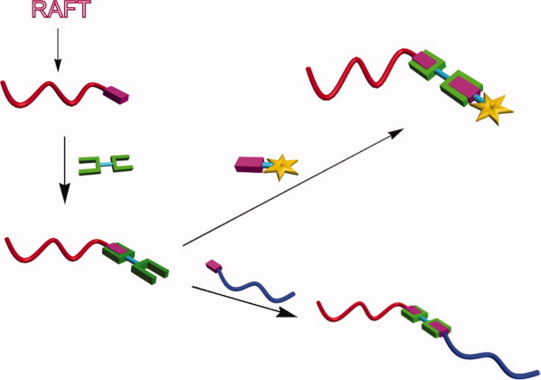 End group transformations of RAFT-generated polymers with bismaleimides: Functional telechelics and modular block copolymers