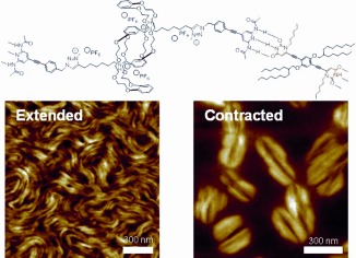 Hierarchical Self-Assembly of Supramolecular Muscle-Like Fibers