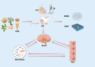 Correlation Between Regulation of Intestinal Flora by Danggui-Shaoyao-San and Improvement of Cognitive Impairment in Mice With Alzheimer's Disease