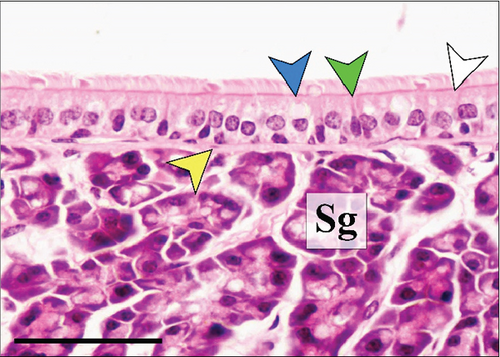 Details are in the caption following the image Details are in the caption following the image
