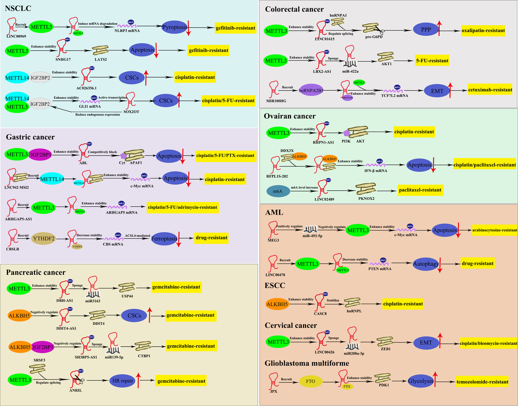 New insights into the interaction between m6A modification and lncRNA in cancer drug resistance