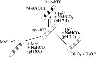 From Metal Complexes to Nanominerals: The Formation of Inorganic Nanoparticles on Fibrils of Transferrin