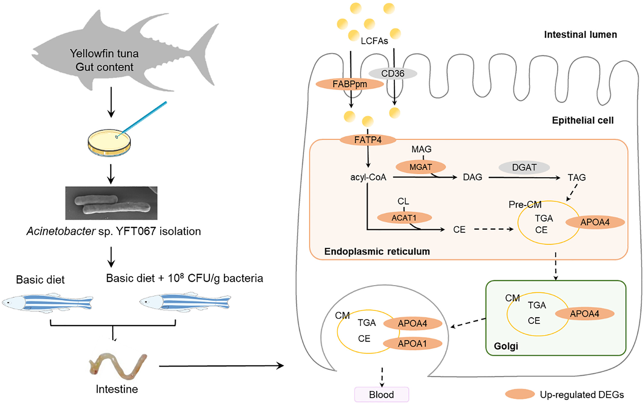 Exploring the Roles of Tuna-Associated Acinetobacter sp. YFT067: Implications for Host Health and Metabolism Issue ,