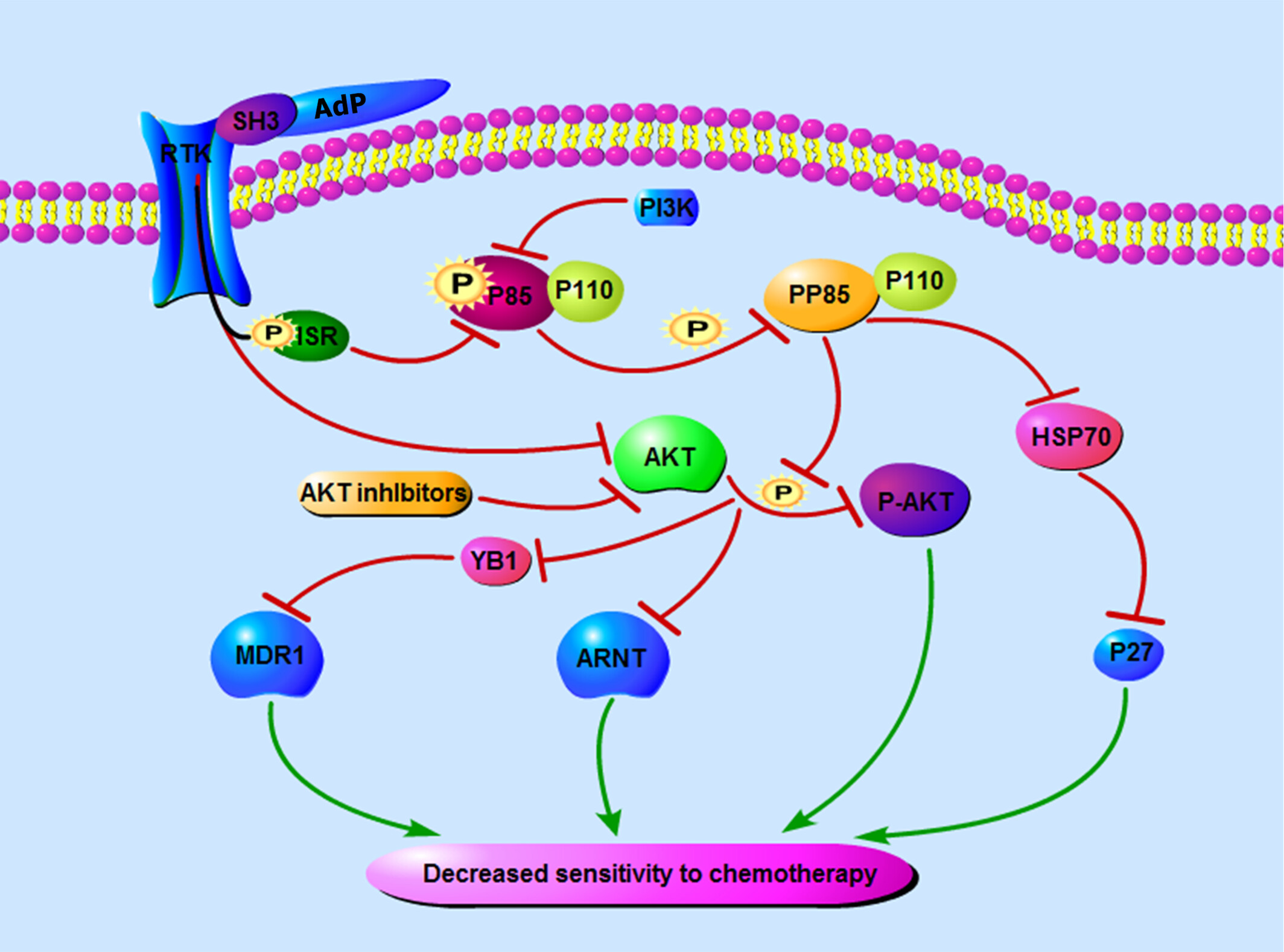 Apoptin-derived peptide reverses cisplatin resistance in gastric cancer through the PI3K–AKT signaling pathway