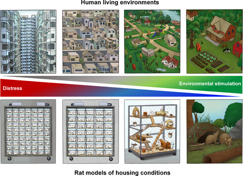 The environmental enrichment model revisited: A translatable paradigm to study the stress of our modern lifestyle