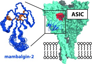 Chemical Synthesis, 3D Structure, and ASIC Binding Site of the Toxin Mambalgin-2