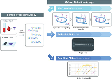 A rapid bio-optical sensor for diagnosing Q fever in clinical specimens