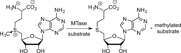 Methyltransferase-Directed Labeling of Biomolecules and its Applications