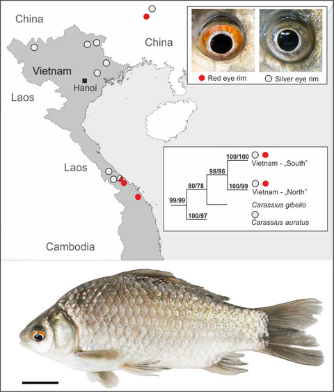 Just a Vietnamese goldfish or another Carassius? Validity of Carassius argenteaphthalmus Nguyen & Ngo, 2001 (Teleostei: Cyprinidae)