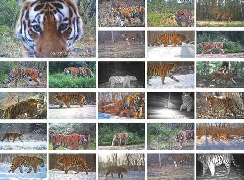 Relationships between humans and ungulate prey shape Amur tiger occurrence in a core protected area along the Sino-Russian border