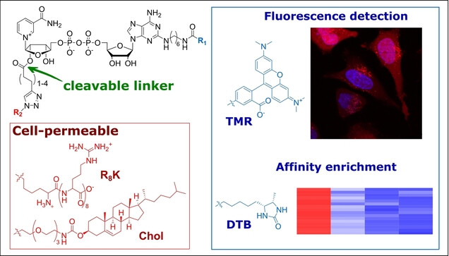 Cell-Permeable Nicotinamide Adenine Dinucleotides for Exploration of Cellular Protein ADP-Ribosylation