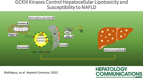 GCKIII kinases in lipotoxicity: Roles in NAFLD and beyond