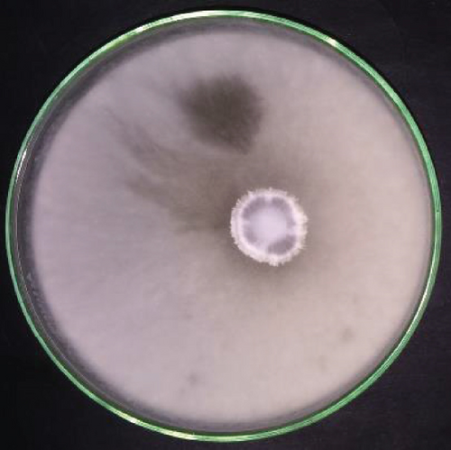 Details are in the caption following the image