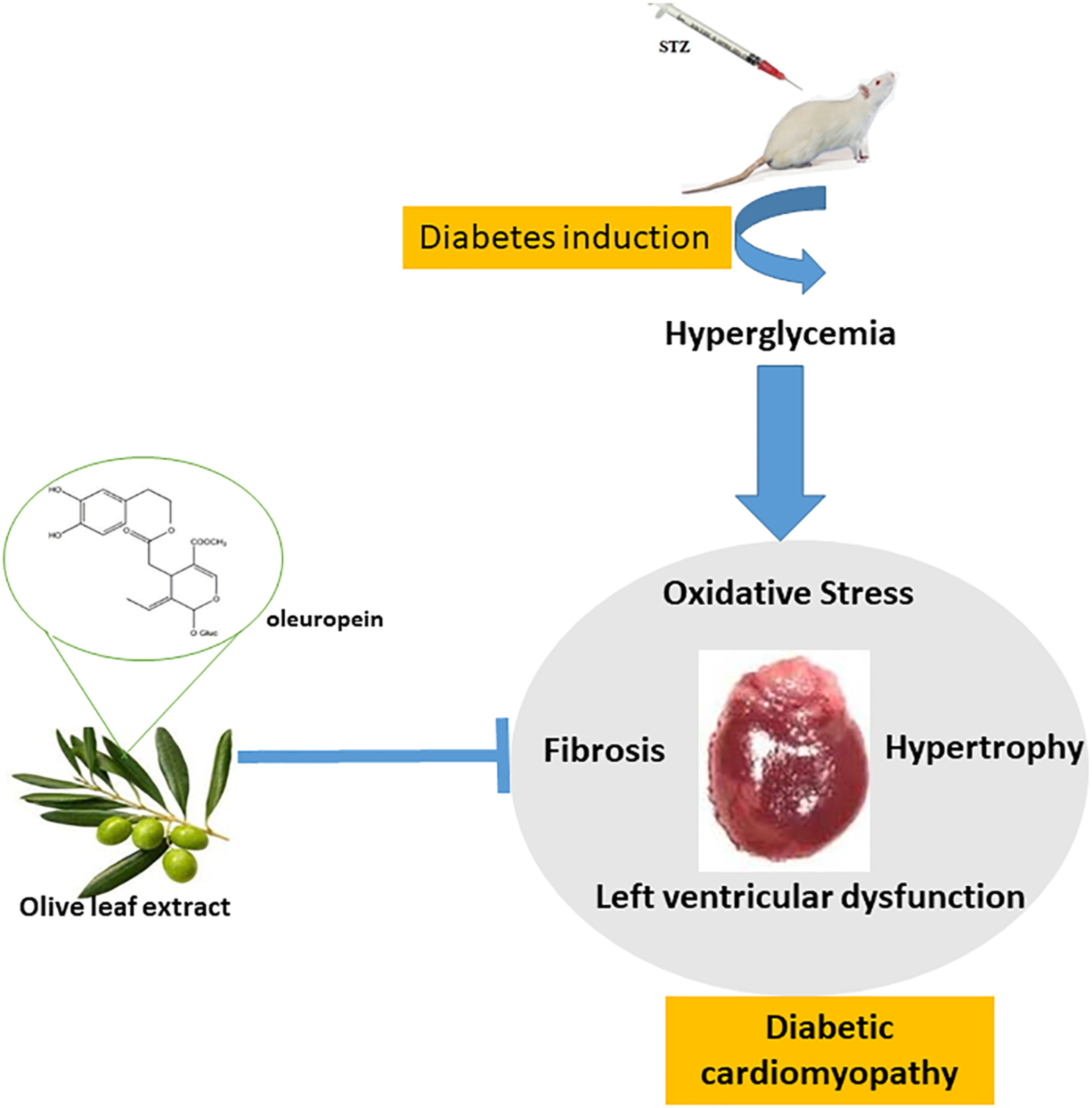 Cardiac hypertrophy and fibrosis were attenuated by olive leaf extract treatment in a rat model of diabetes