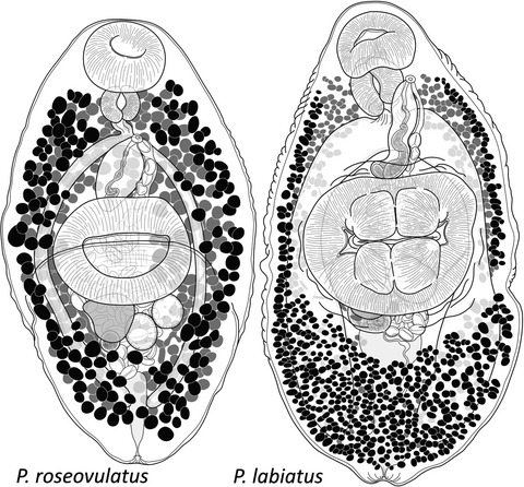 The Pseudoplagioporinae, a new subfamily in the Opecoelidae Ozaki, 1925 (Trematoda) for a small clade parasitizing mainly lethrinid fishes, with three new species