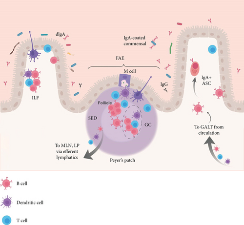 Details are in the caption following the image Details are in the caption following the image