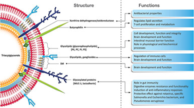 Brain–immune–gut benefits with early life supplementation of milk fat globule membrane