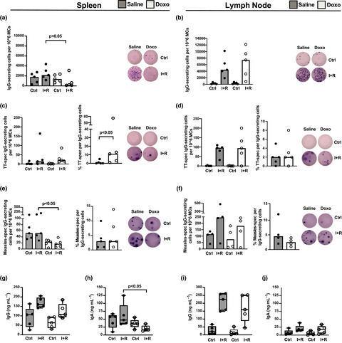 Deficits in the IgG+ memory B-cell recovery after anthracycline treatment is confined to the spleen of rhesus macaques