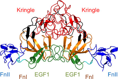 Crystal structure of coagulation factor XII N-terminal domains 1–5 Issue 7, 2025