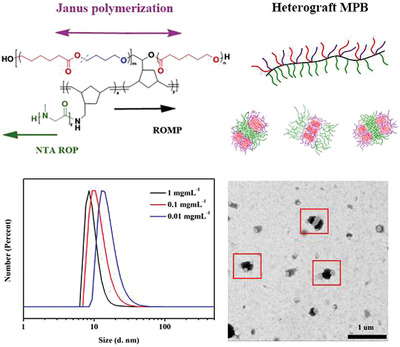 Synthesis of Polypeptoid-Polycaprolactone-Polytetrahydrofuran Heterograft Molecular Polymer Brushes via a Combination of Janus Polymerization and ROMP