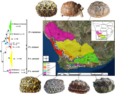 Unraveling the diversification and systematic puzzle of the highly polymorphic Psammobates tentorius (Bell, 1828) complex (Reptilia: Testudinidae) through phylogenetic analyses and species delimitation approaches