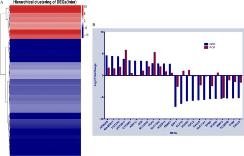Transcriptome analysis in primary colorectal cancer tissues from patients with and without liver metastases using next-generation sequencing