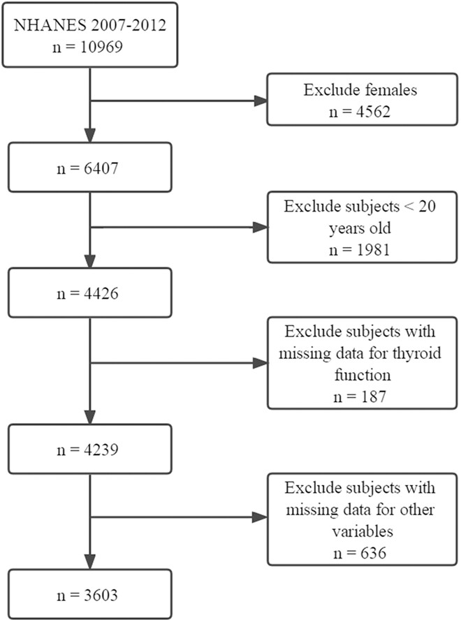 Cross-sectional associations between healthy eating index and thyroid function in U.S. male Adults, NHANES 2007–2012