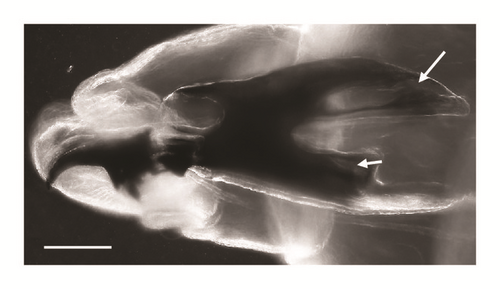 Details are in the caption following the image