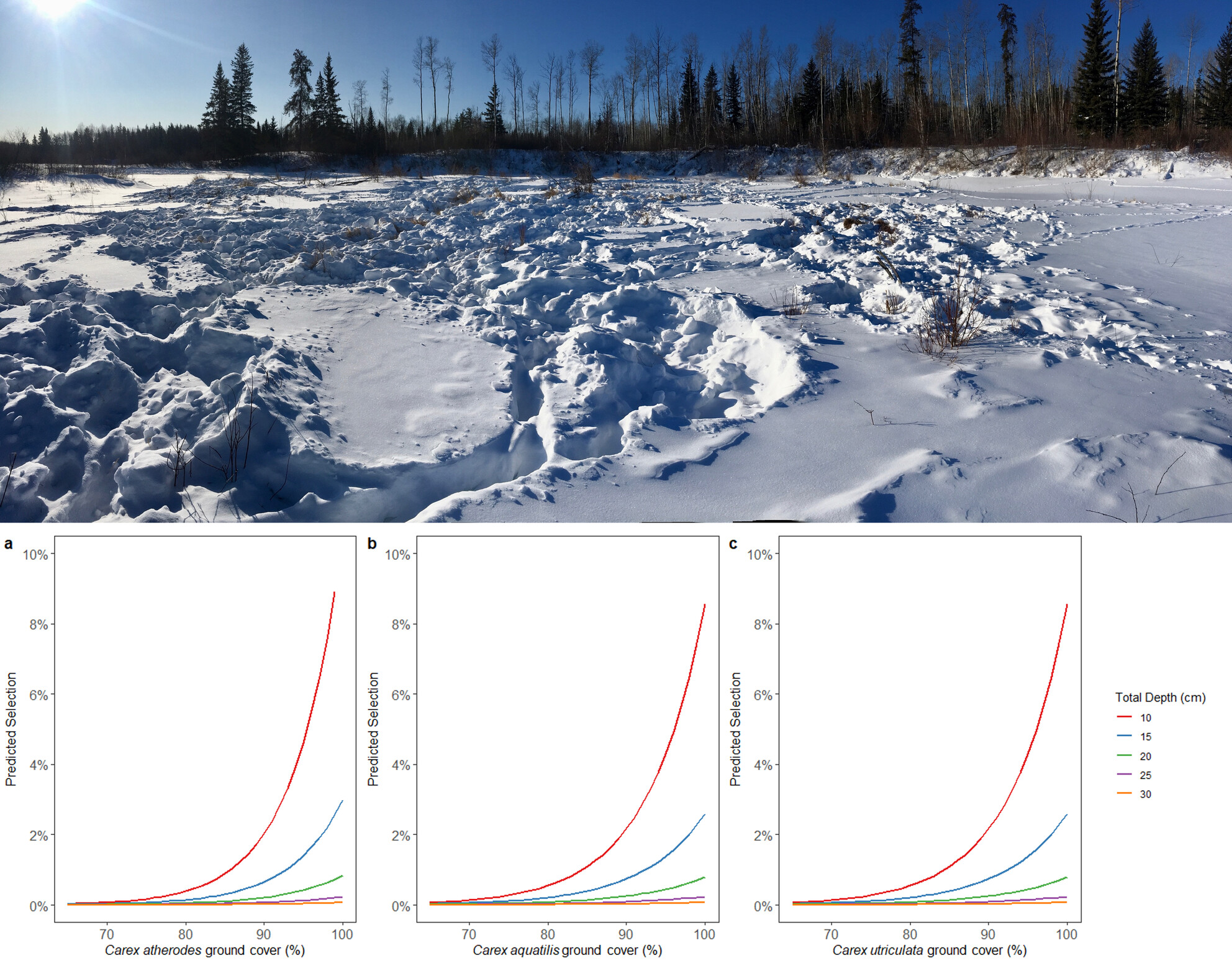 Trade-Offs Between Forage Availability, Accessibility, and Predation Risk on Winter Foraging Strategies of Wood Bison (Bison bison athabascae)