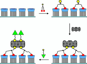 Attachment of Streptavidin to β-Cyclodextrin Molecular Printboards via Orthogonal Host–Guest and Protein–Ligand Interactions