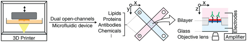 Highly Reproducible Physiological Asymmetric Membrane with Freely Diffusing Embedded Proteins in a 3D-Printed Microfluidic Setup