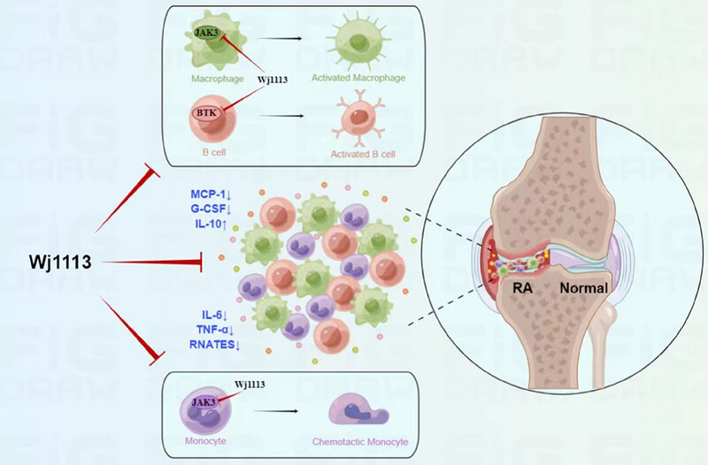 A Novel Dual Bruton's Tyrosine Kinase/Janus Kinase 3 Inhibitor Wj1113 and its Therapeutic Effects on Rheumatoid Arthritis