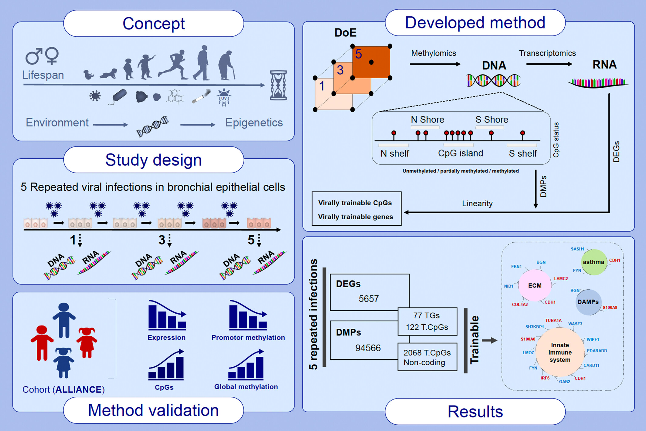 Epigenetic training of human bronchial epithelium cells by repeated rhinovirus infections
