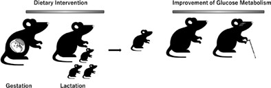 Perinatal low-fat dietary intervention affects glucose metabolism in female adult and aging offspring