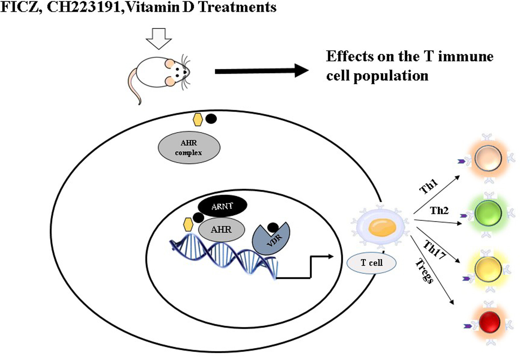 Interplay of Vitamin D and Aryl Hydrocarbon Receptors in CD4+ T Cell Fate Determination