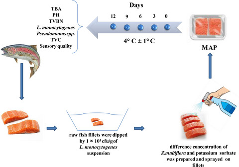 Effect of Zataria multiflora essential oil and potassium sorbate on inoculated Listeria monocytogenes, microbial and chemical quality of raw trout fillet during refrigerator storage