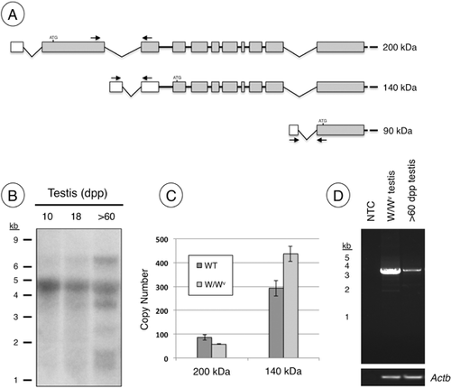 Details are in the caption following the image Details are in the caption following the image