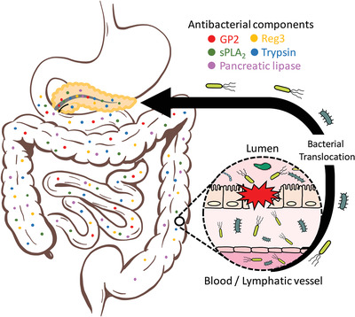 Intestinal homeostasis and inflammation: Gut microbiota at the crossroads of pancreas–intestinal barrier axis